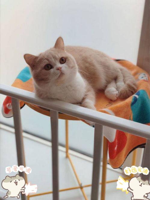 猫长期吃国产粮好吗视频,揭秘猫咪健康饮食之谜