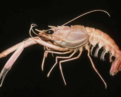 国产海鳌虾开箱视频,新鲜美味尽在眼前