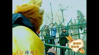 国产的猴子歌曲视频播放,欢快旋律引网友热议