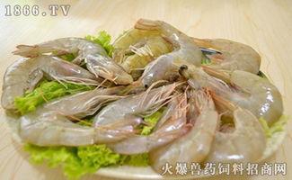 国产淡水青虾养殖技术视频,揭秘高效养殖秘诀